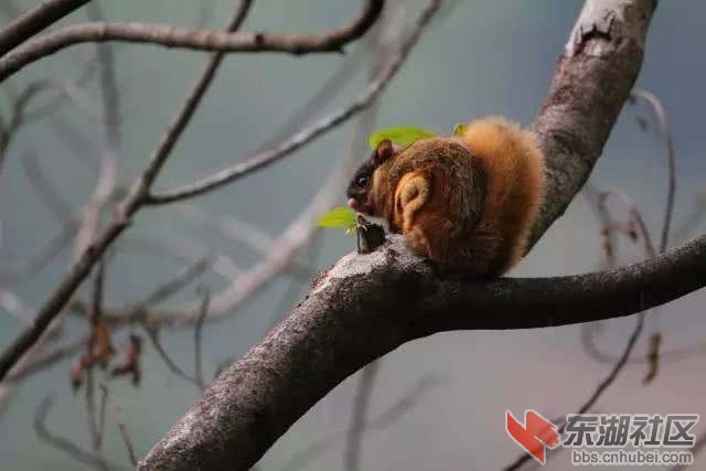 飞鼠.jpg