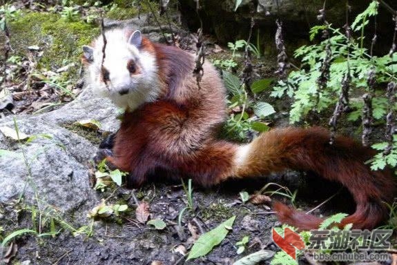 飞鼠2.jpg