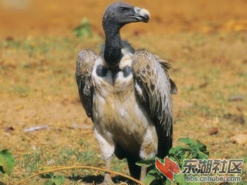 秃鹫3.jpg