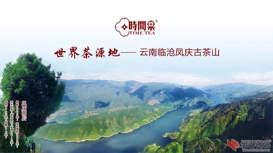 茶山.jpg