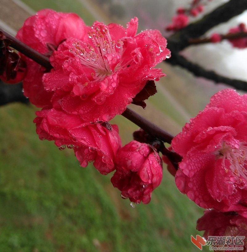 花卉IMG_20190329_082253.jpg