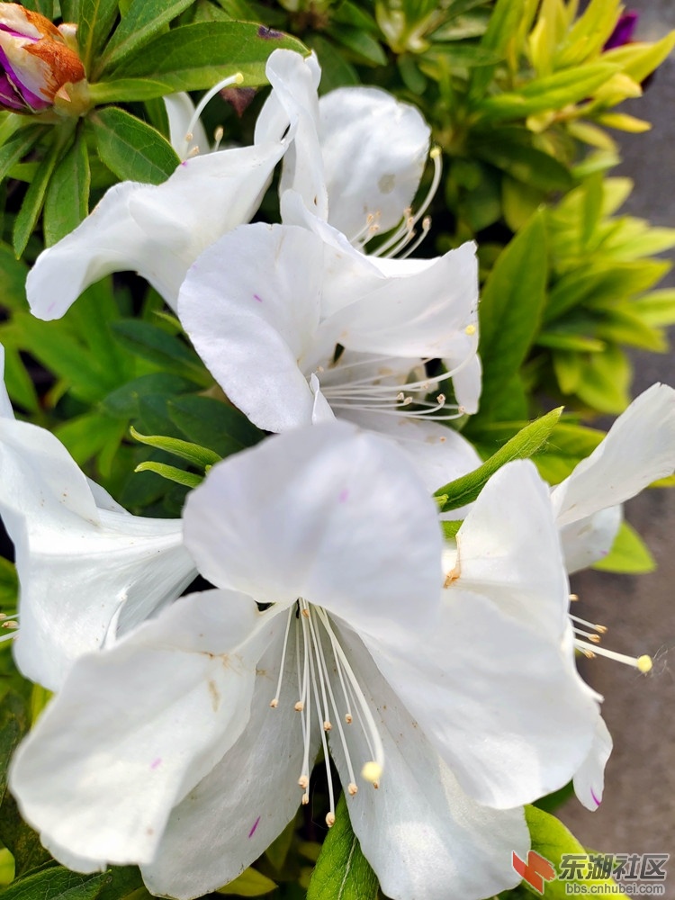 IMG_20220402_080130_副本.jpg