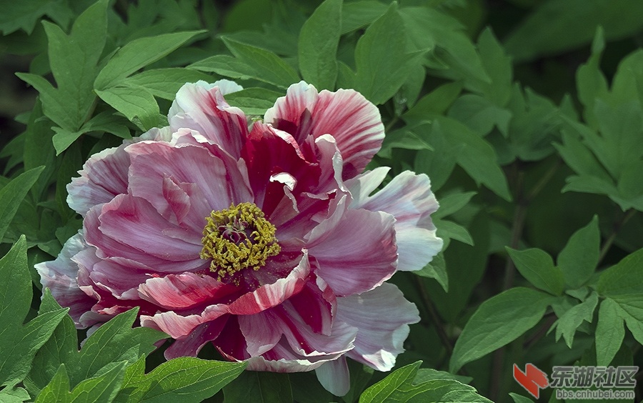 4   DSC00489 拷贝.jpg