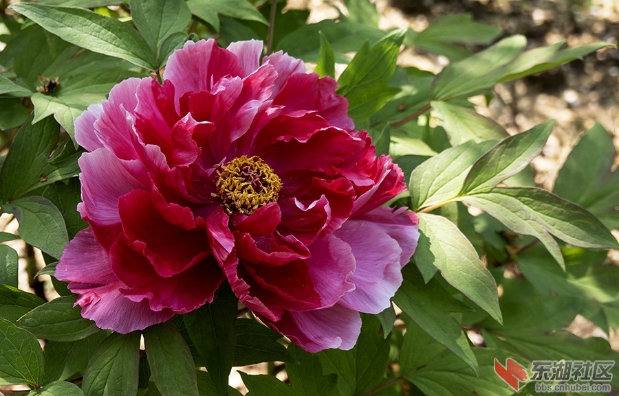 12    DSC00513 拷贝 2.jpg