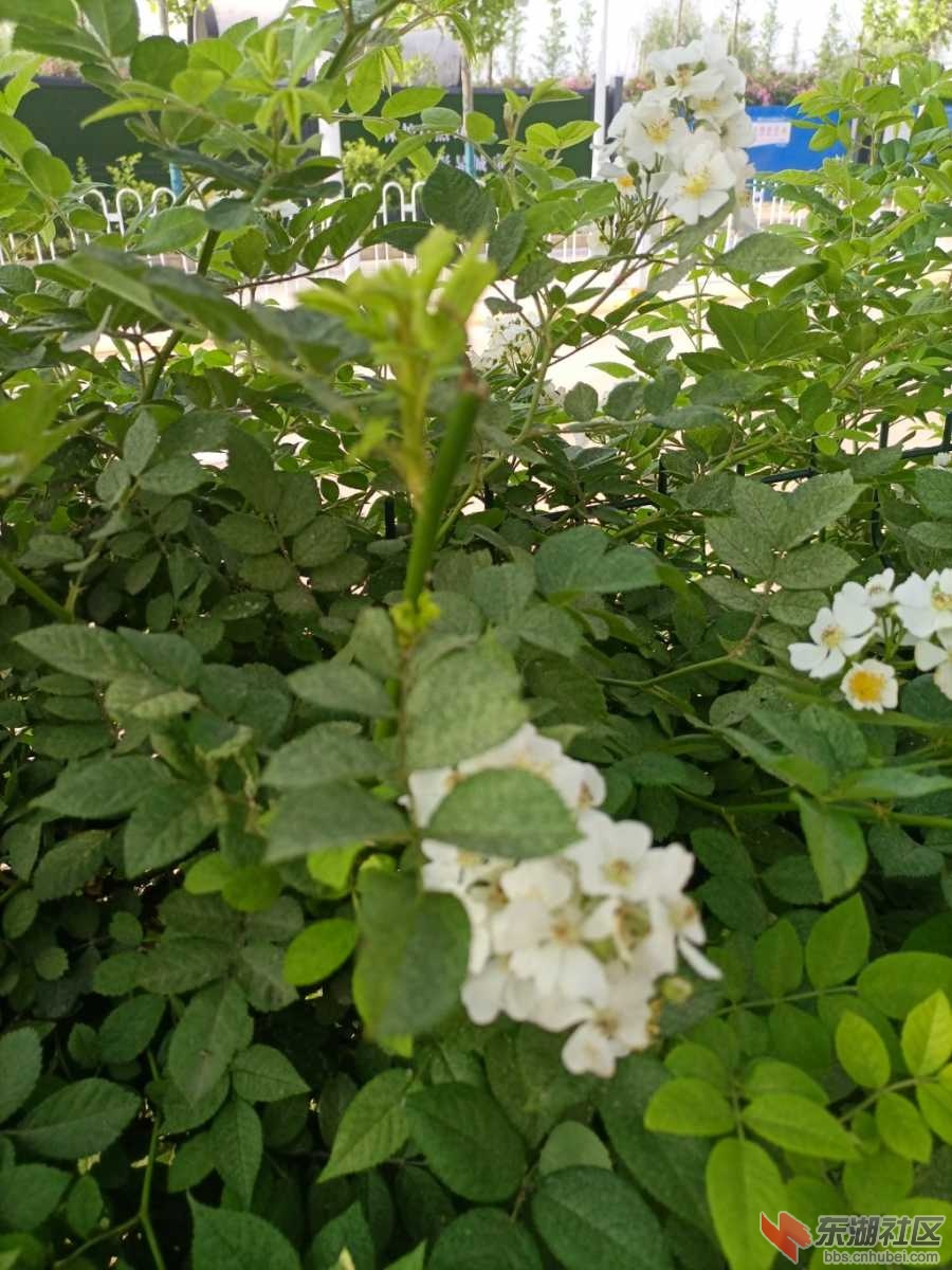 IMG_20220418_093503.jpg