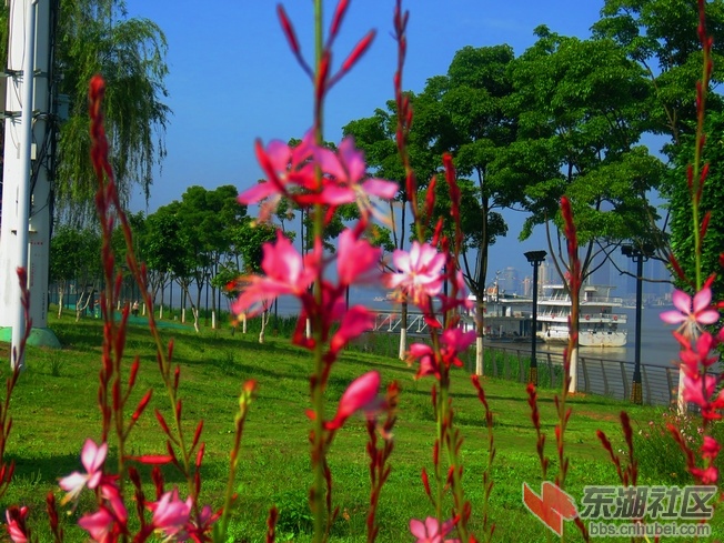 花红草绿的月亮湾.JPG