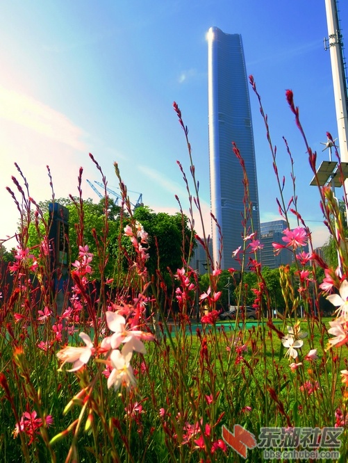 绿地的鲜花.JPG