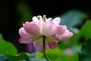 psc.webp (1).jpg