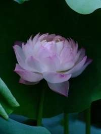 psc.webp (4).jpg