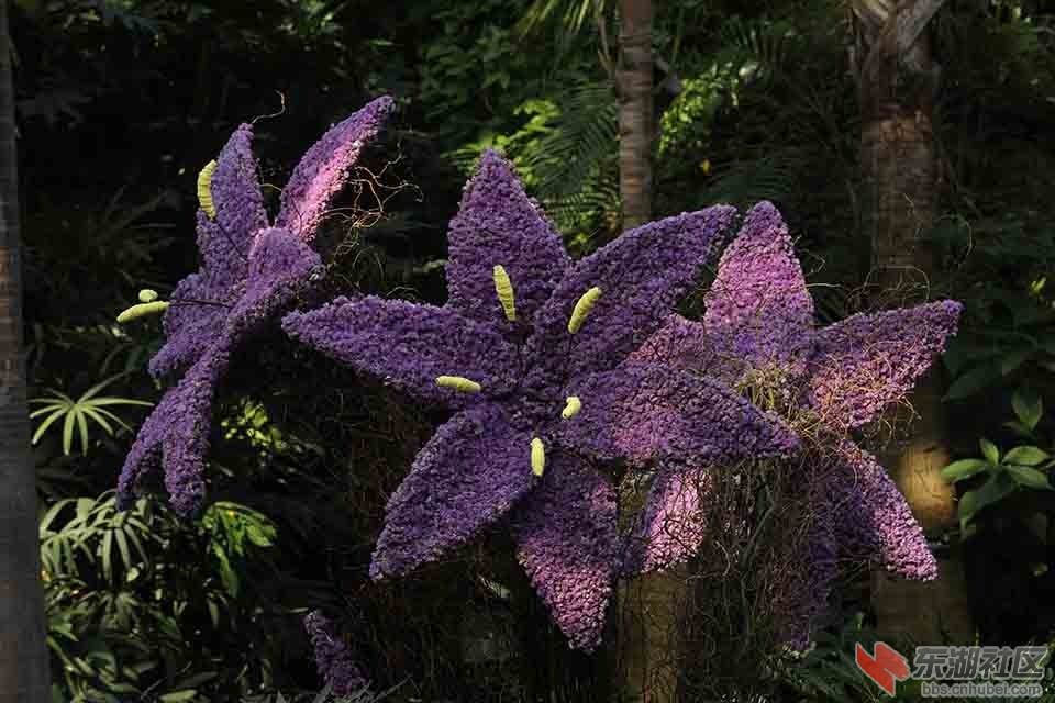 百合花