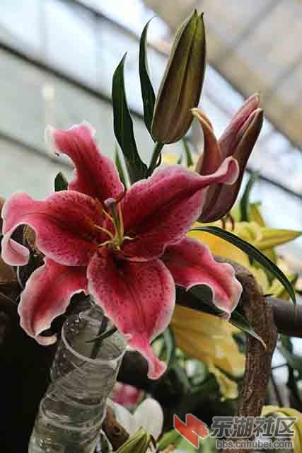 百合花