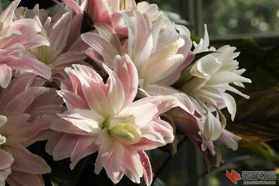 百合花