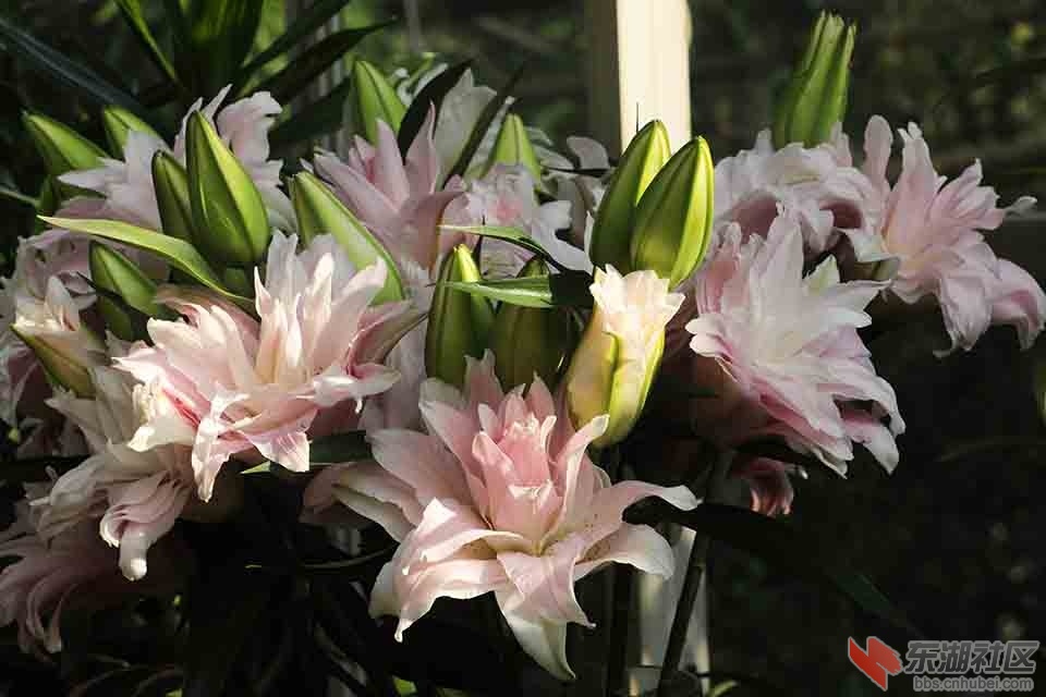 百合花