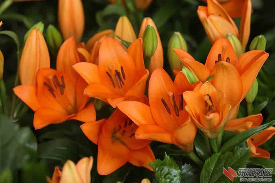 百合花