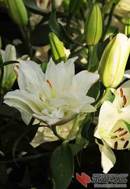 百合花