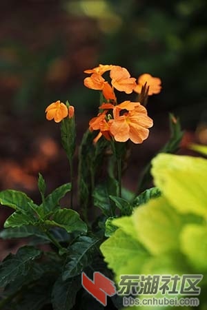 鸟尾花