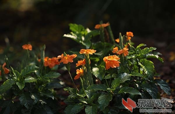 鸟尾花