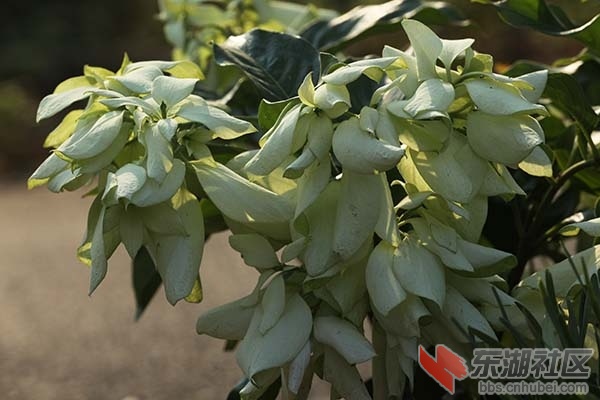 白花