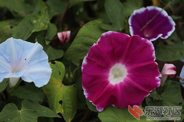牵牛花
