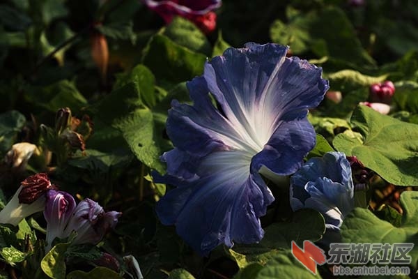 牵牛花