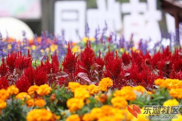 鸡冠花
