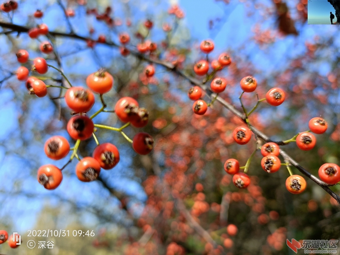 IMG20221031094648.jpg