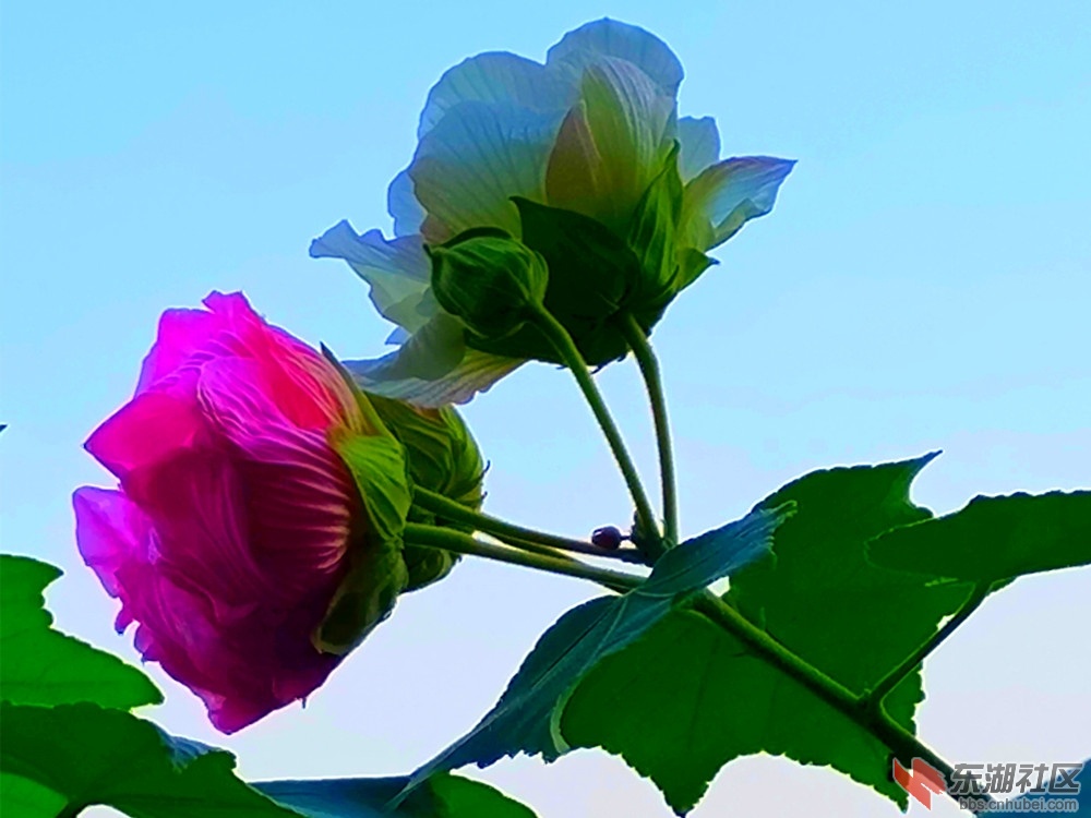 IMG_20221108_085857_副本.jpg