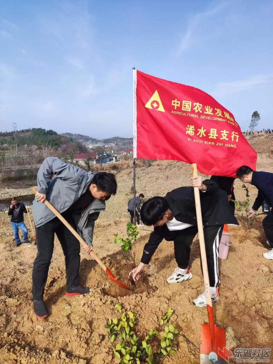植树.jpg