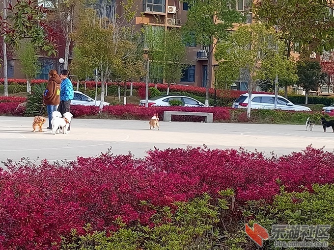5-美景、女人和狗329163901.jpg