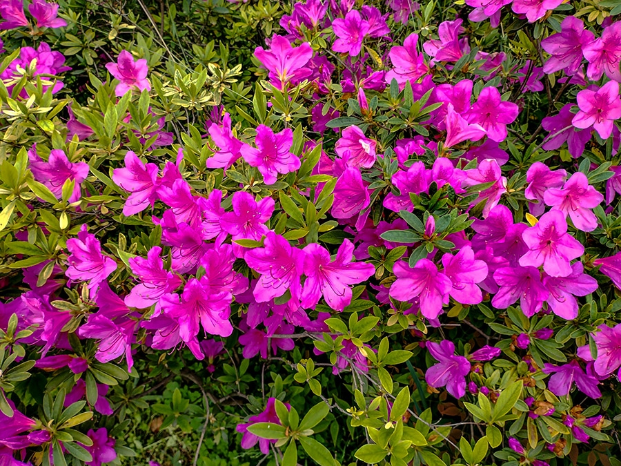 5     IMG_20230414_145145_副本 拷贝.jpg