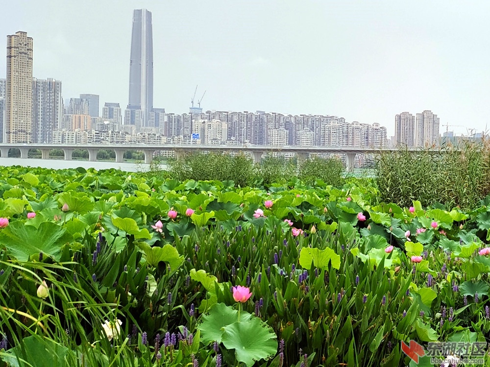 IMG_20230613_072358_副本.jpg