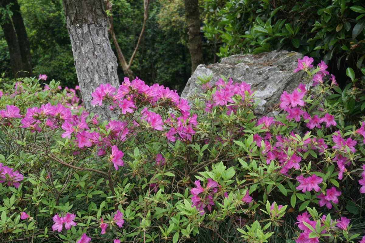 DSC07075.JPG