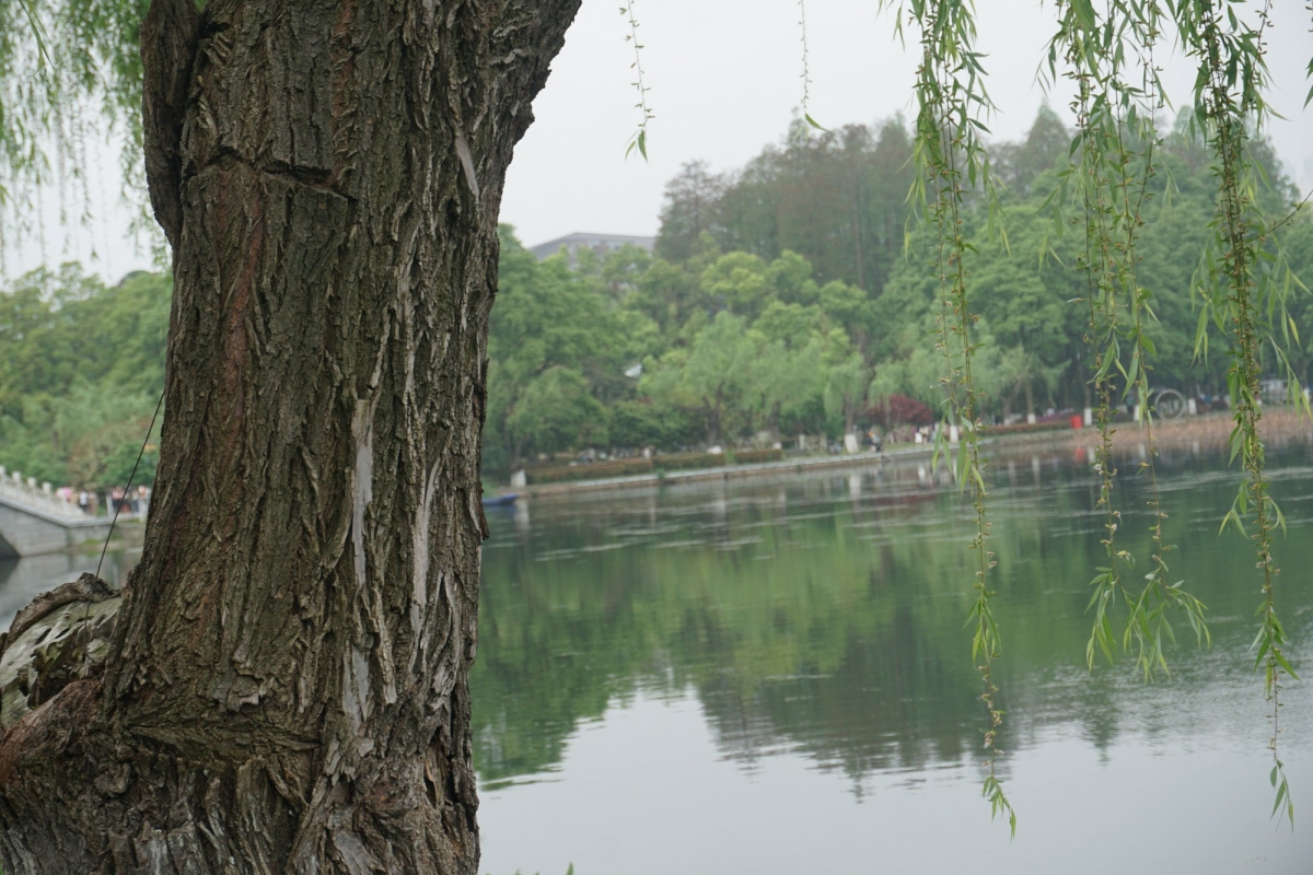 DSC08743.JPG