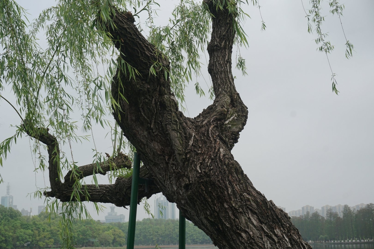 DSC08758.JPG