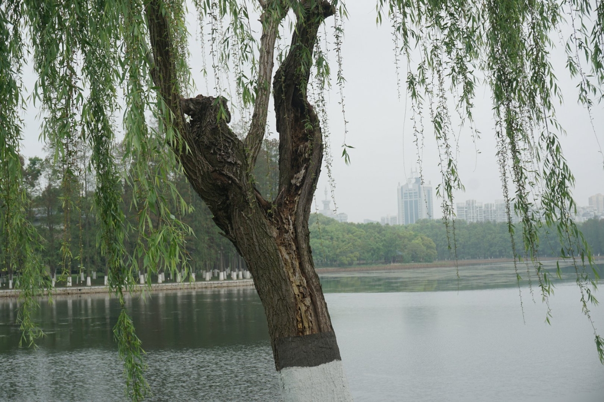 DSC08704.JPG