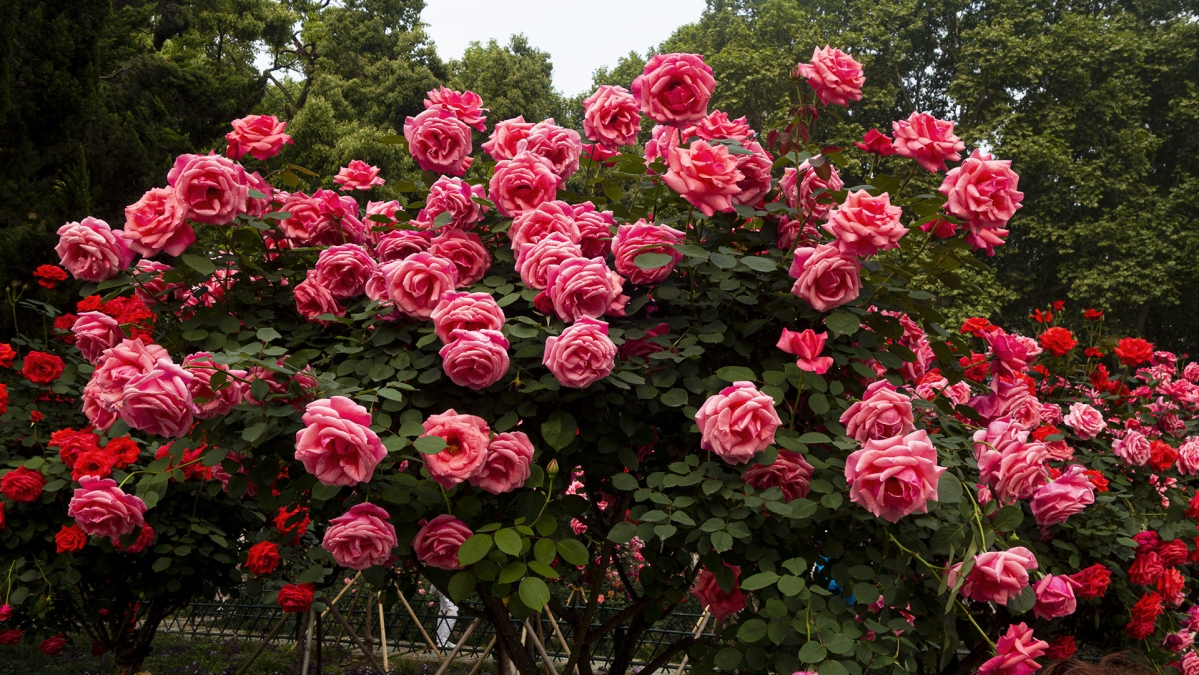 DSC08629 拷贝.jpg