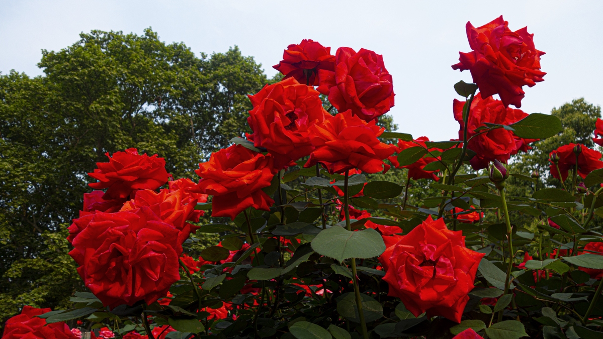 DSC08631 拷贝.jpg