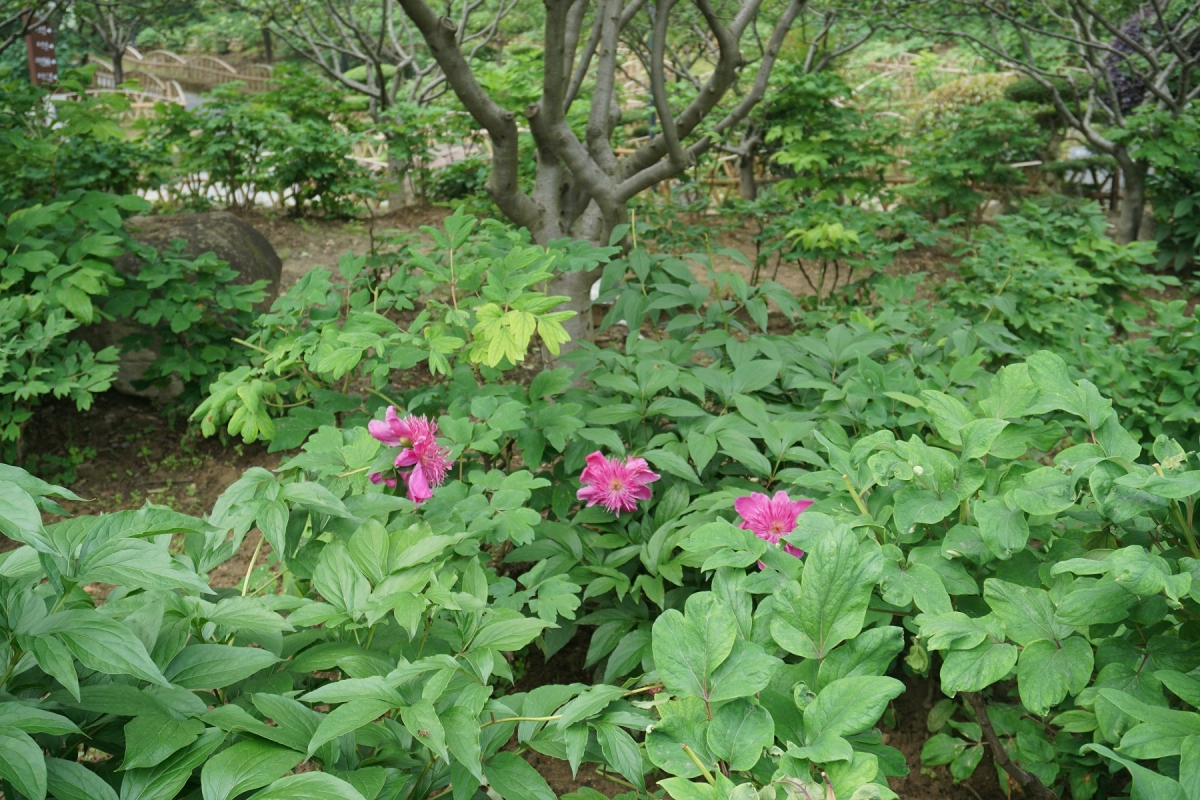 DSC00742.JPG