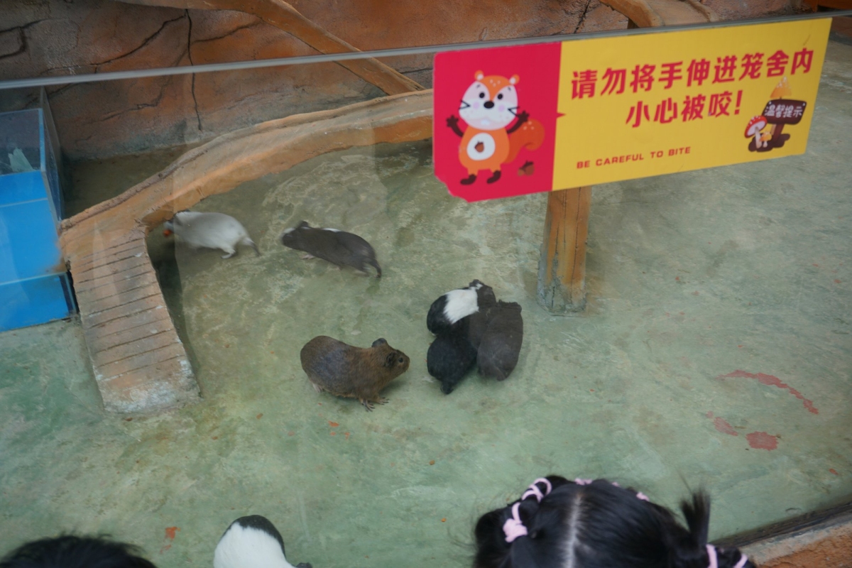 DSC00804.JPG
