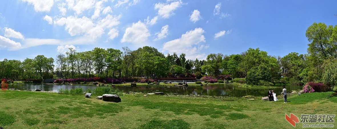 141.磨山杜鹃园：青青碧草白云天，绿树池塘映杜鹃。日丽风和山石上，新人婚照共天然。.jpg