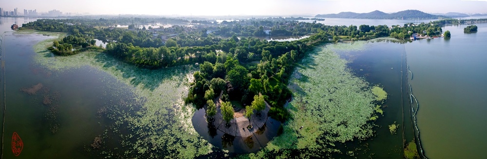 东湖稚趣园初夏：随湾绿道树林行，稚趣园南至楚城。半路停车湖上望，新荷绿叶与湖平。.jpg