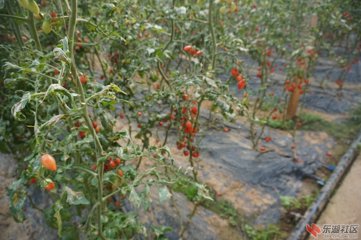 DSC04436.JPG