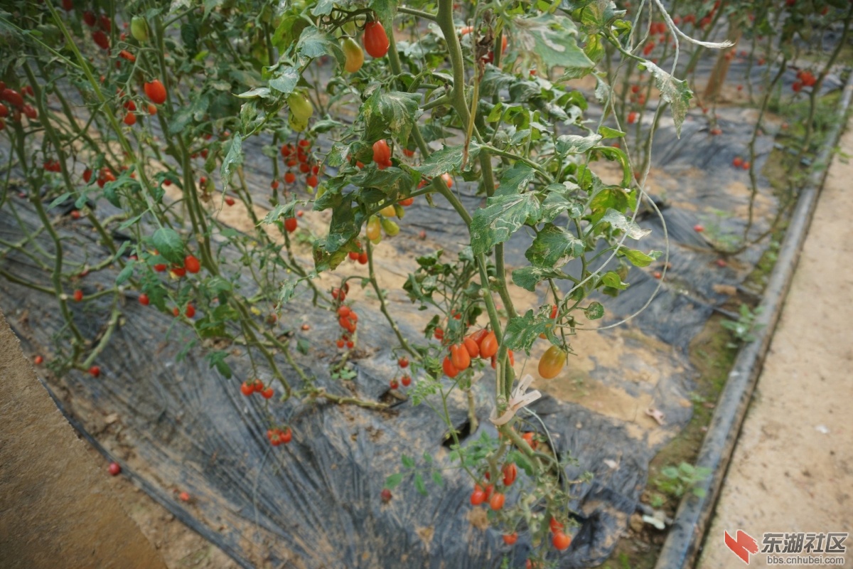 DSC04456.JPG