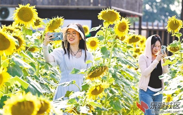 6月13日，枝江市问安镇同心花海景区的向日葵花竞相绽放，游客漫步在花海中.jpg.jpg