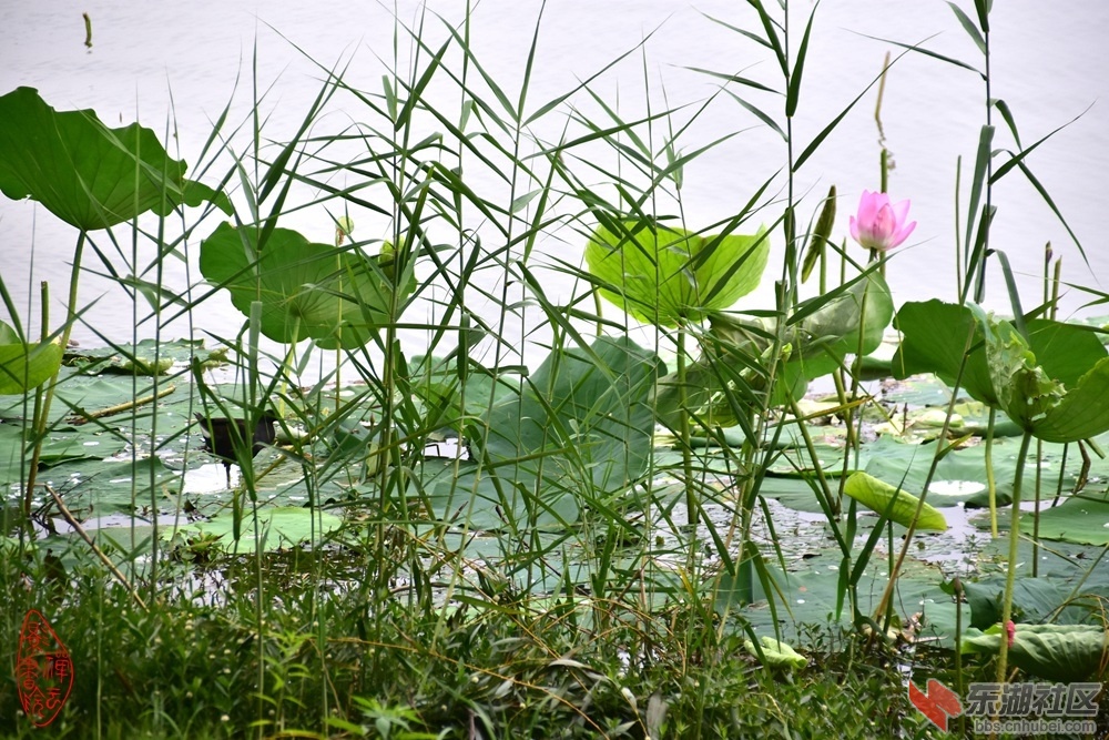 东湖荷意：青青芦苇岸边生，数只水鸡入荷行。荷叶圆圆凝有露，荷花一点满湖情。柯树勋.jpg