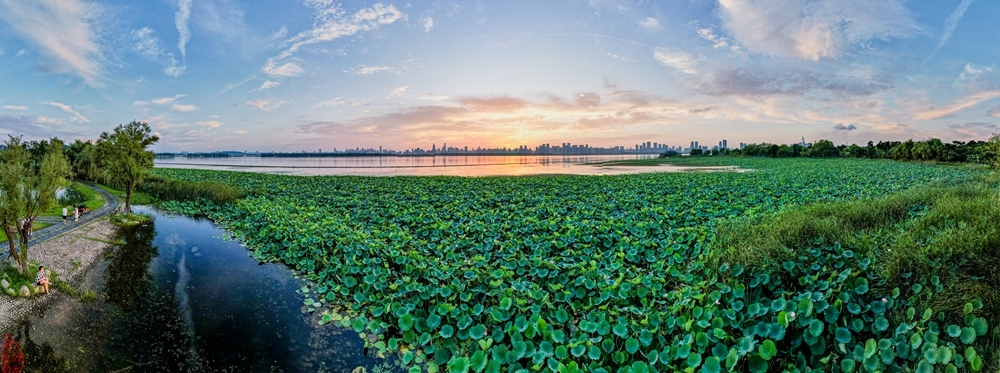 东湖鹅卵石滩夕照荷花：红霞一片落武昌，雨后清风拂面凉。结伴东来湖畔坐，欣闻阵阵晚.jpg