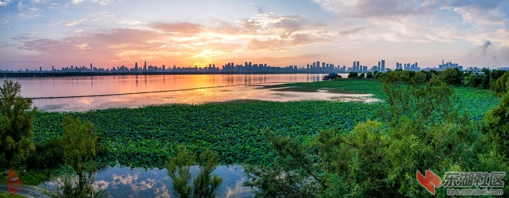 夕照东湖：雨歇荷林绿未穷，东湖一片晚霞红。眼前碧水呈云影，远处高楼林立中。 柯树.jpg