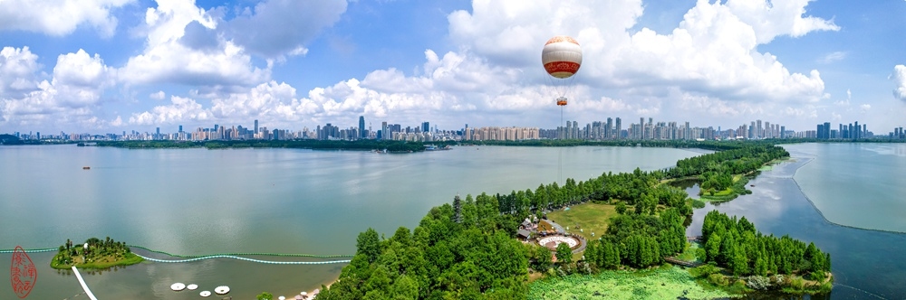 东湖湖中道：坠露洲前球作邻，杉林似带草如茵。骑行绿道湖天阔，更有流云也让人。柯树.jpg