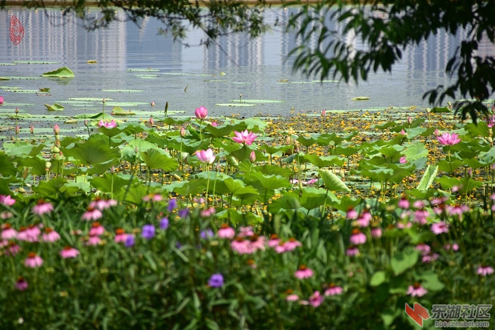 东湖之夏：黄花荇菜发湖边，野草开花似欲燃。最是荷花香气盛，爱听花里鸟声传。柯树勋.jpg