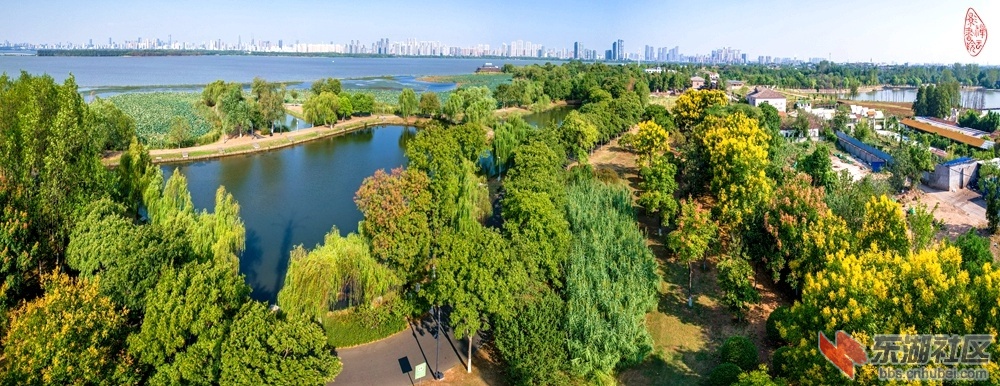 栾树花开：花开栾树未闻香，寻访东湖仅数行。绿道草坪边上种，披黄又兼浅红妆。 柯树.jpg